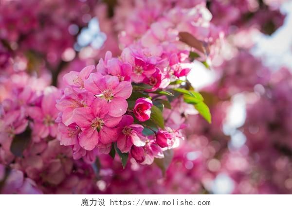 春天富士苹果树自然盛开的可爱粉色花